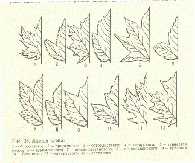 форма листа клена