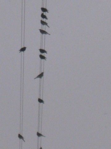 IMG 80866