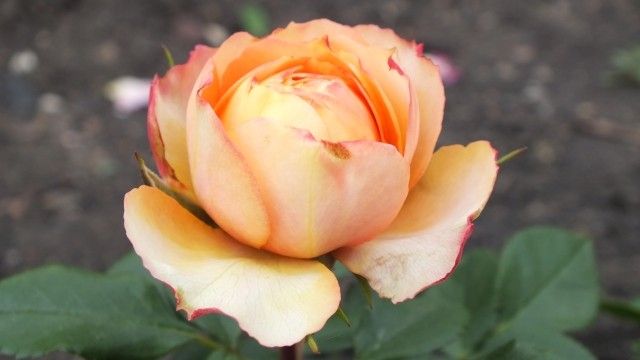 DSCF0302