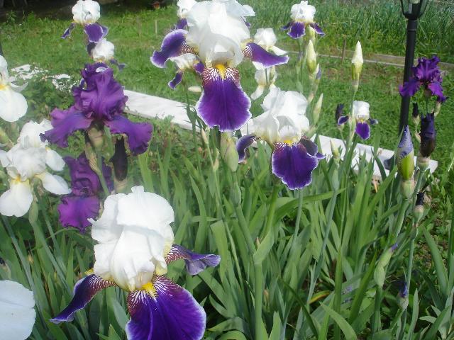 DSC07330