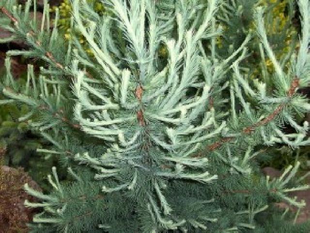 Larix laricina Tharandt