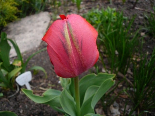 P1010082