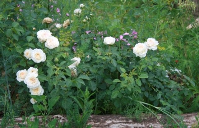 Mon Jardin 3