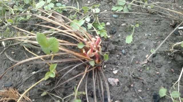 кровохлебка