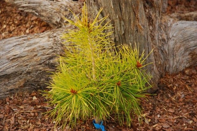 Pinus sylvestris Trollguld