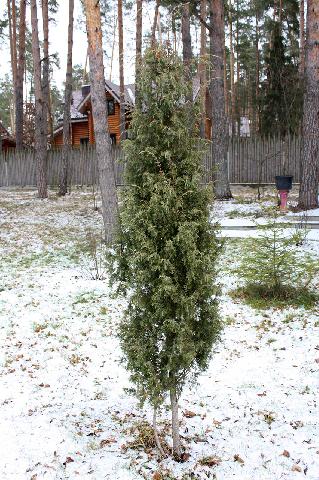 Juniperus