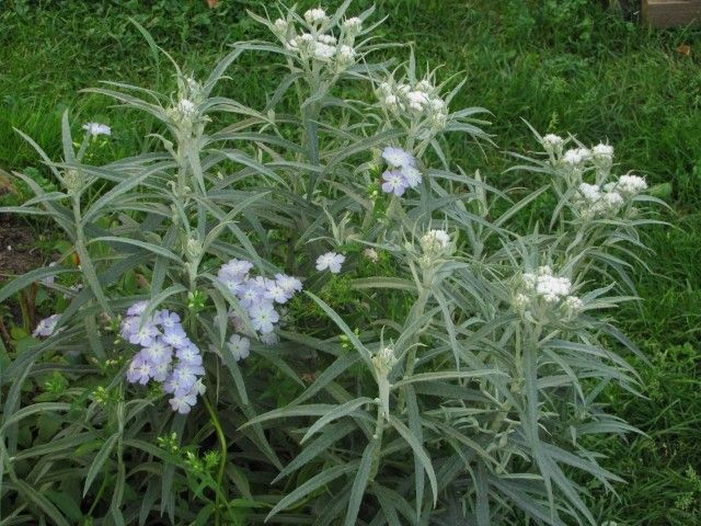 флоксы и эдельвейс