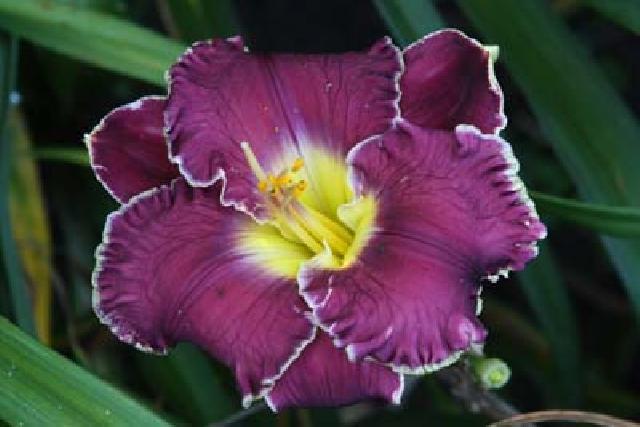 ДАЛЁКАЯ ЗВЕЗДА