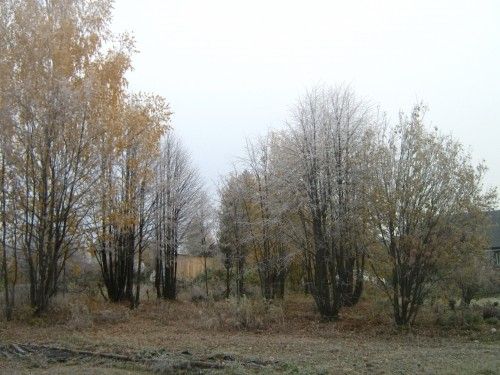 Вид на живую беседку  липы образуют круг