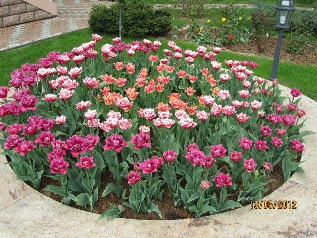 тюльпаны 2012