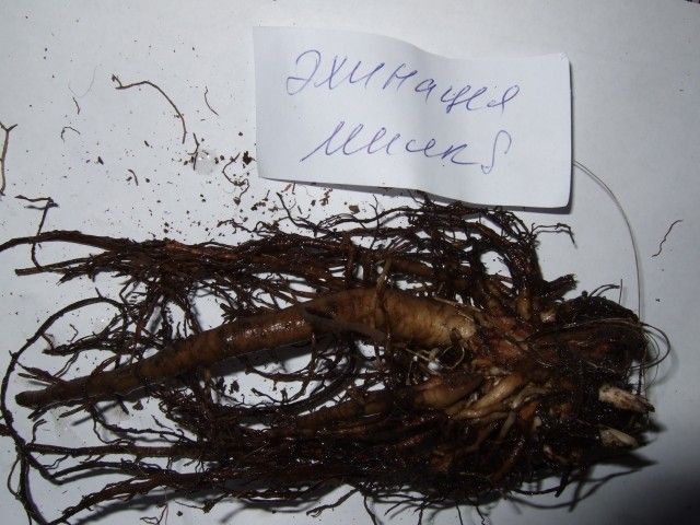 2012 0307 Эхинацея