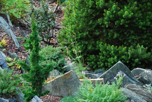 Thuja occidentalis malonyana Holub