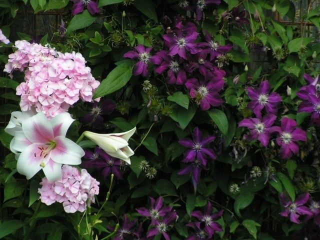 Rouge Cardinal и флоксы