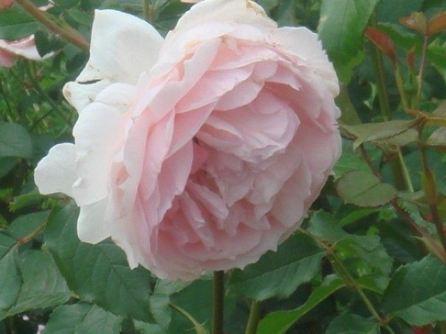The Wedgwood Rose 5