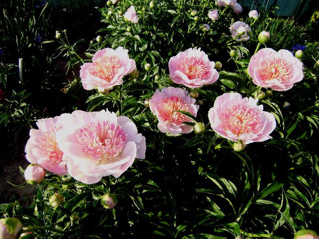 P6130506