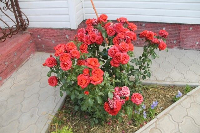 IMG 1544