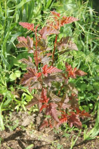 Пузыреплодник РедБарон  2