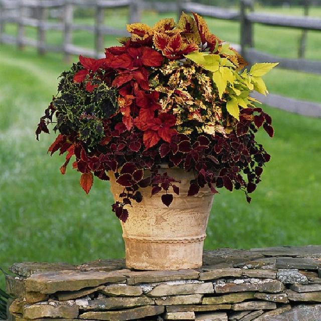 coleus pot composition 550x550