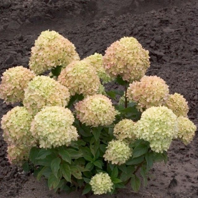 HydpanLittleLime9286 a
