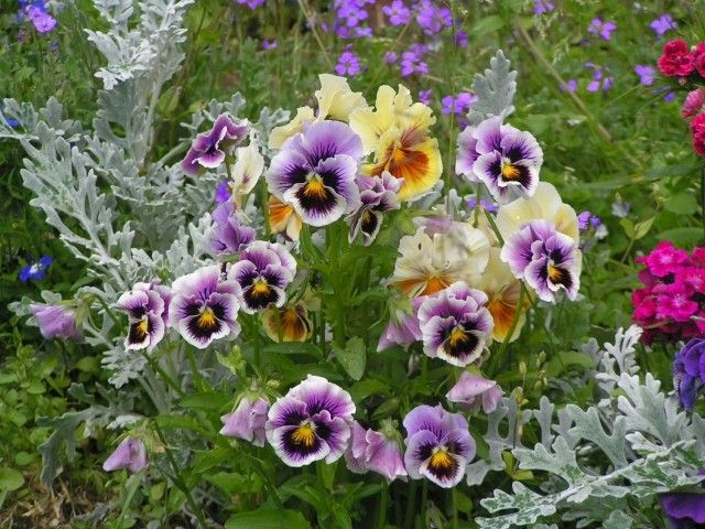 Виолки и серебрянная пыль