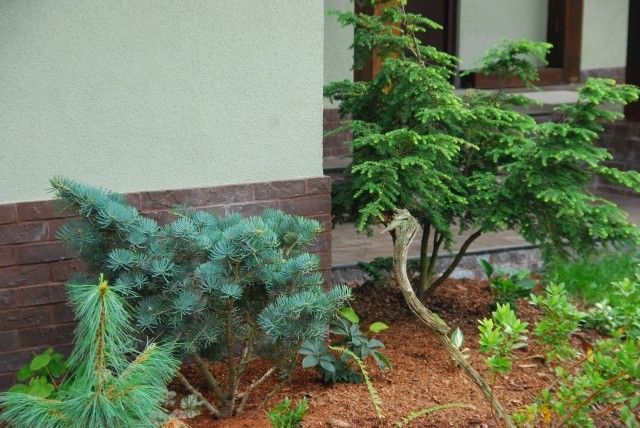 Abies concolor Compacta Tsuga canadensis Moll