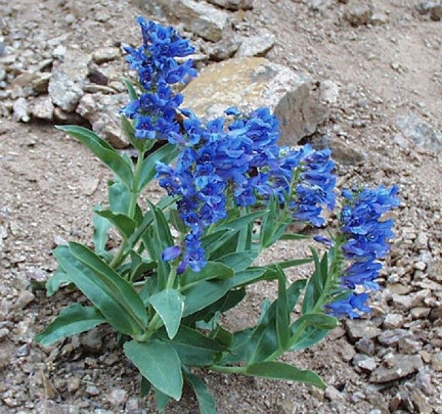 Penstemon glaber