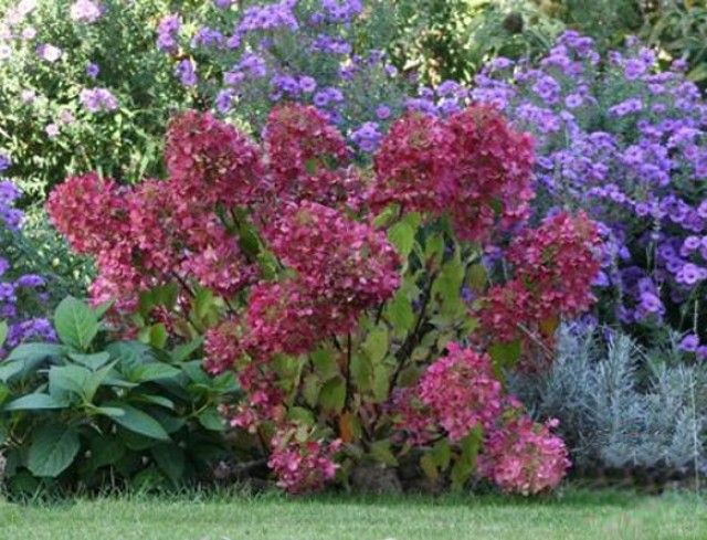 hydrangea diamant rouge