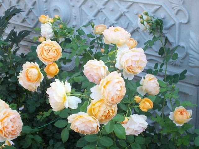 DSCF6713
