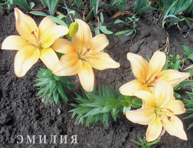 Изображение 032