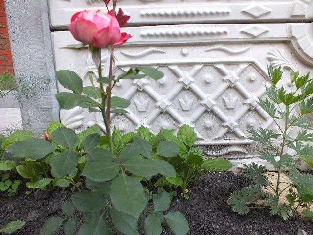 DSCF0504
