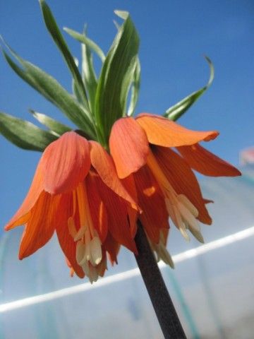 рябчик императорский Aurora2