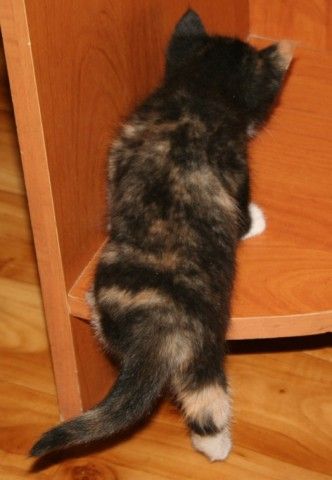Пестрик