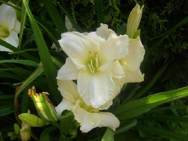 Л14
