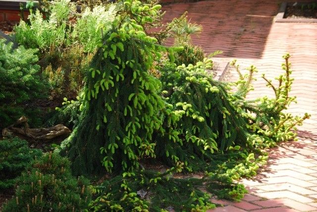 Picea abies Loreley
