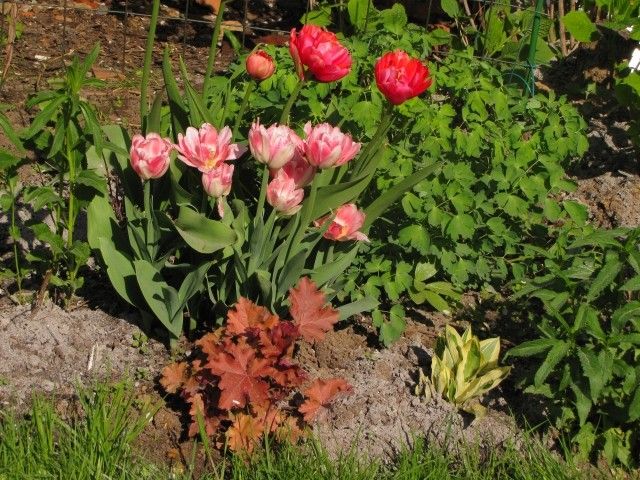 Ренон Уинк Фокстрот 2