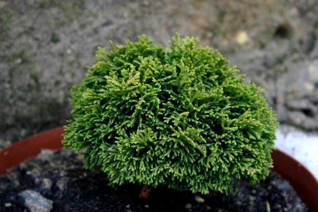 Chamaecyparis obtusa  Bambi