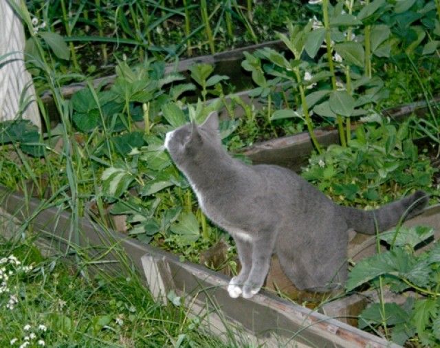 кот2