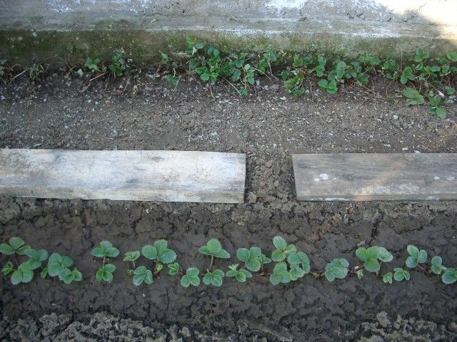 IMGP0937