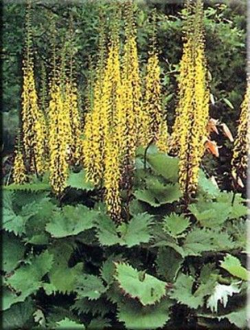 ligularia the rocket 1