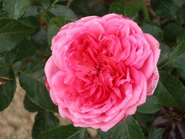 La rose de Molinard