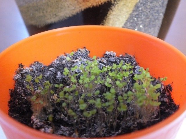 DSCF9880