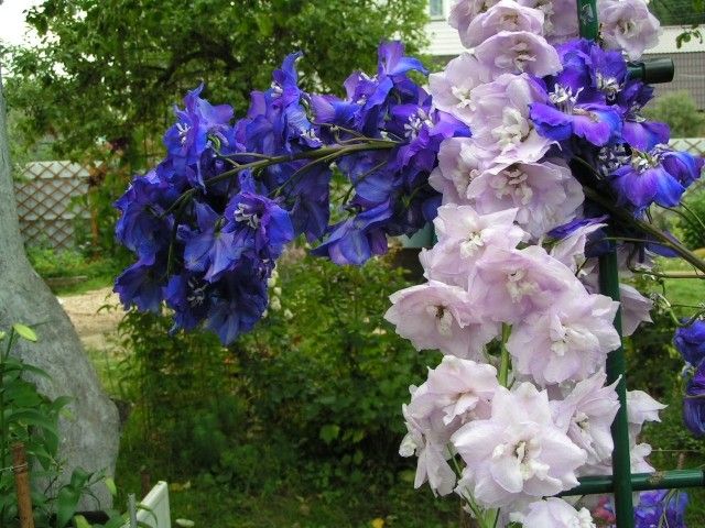 Сиреневый дельф