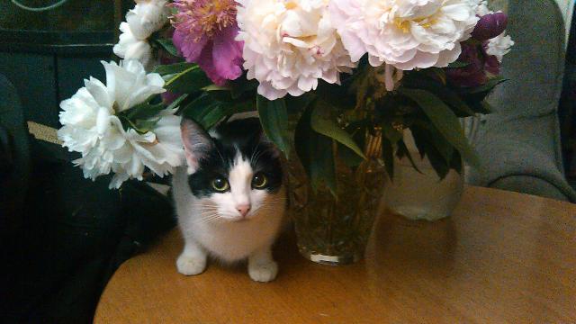 IMG 01 07 2016 061202