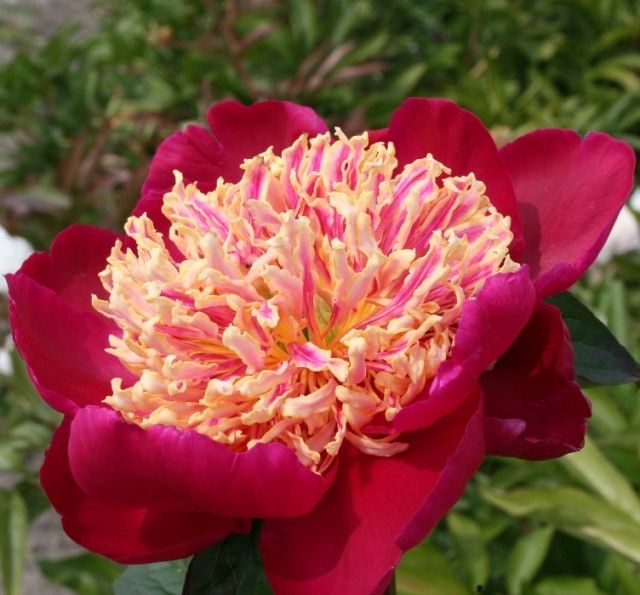Paeonia Sword Dance