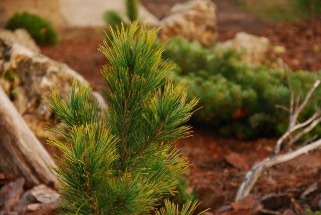 Pinus cembra Aurea