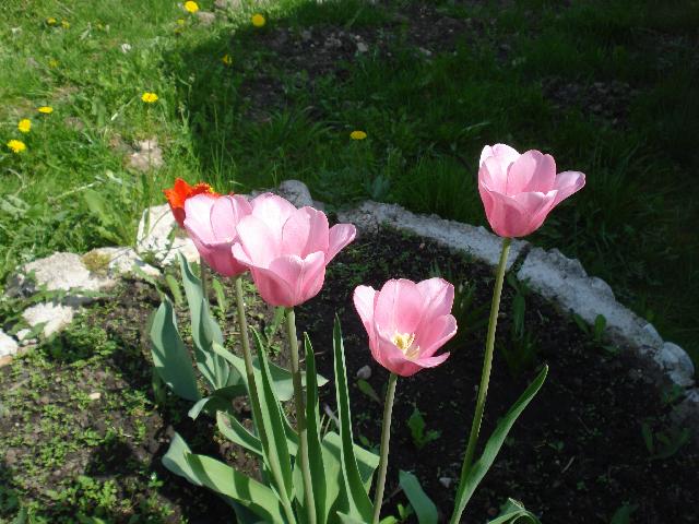 DSC00068