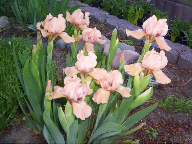 COCOA PINK