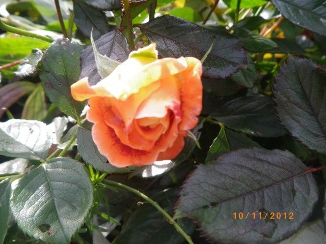 IMGP4491