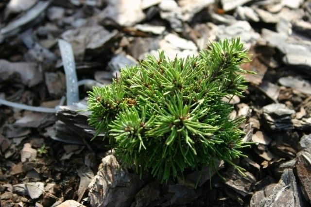 Pinus uncinata Bobik