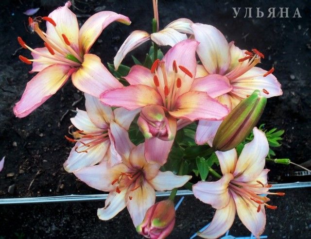 Изображение 046